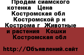 Продам сиамского котенка › Цена ­ 1 500 - Костромская обл., Костромской р-н, Кострома г. Животные и растения » Кошки   . Костромская обл.